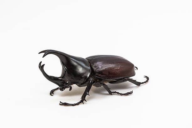 escarabajo rinoceronte, rhino escarabajo, escarabajo hércules - rhinoceros beetles fotografías e imágenes de stock