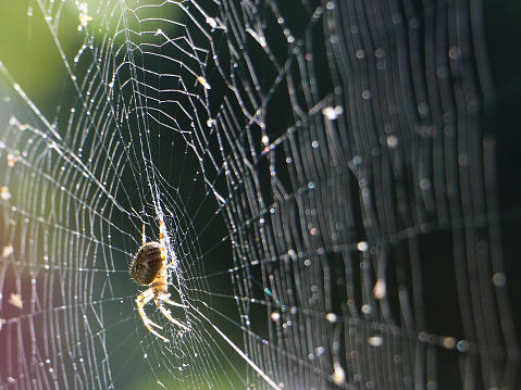 Spider (Araneus diadematus) on the web in the sunshine. England countryside, Surrey, Dorking.