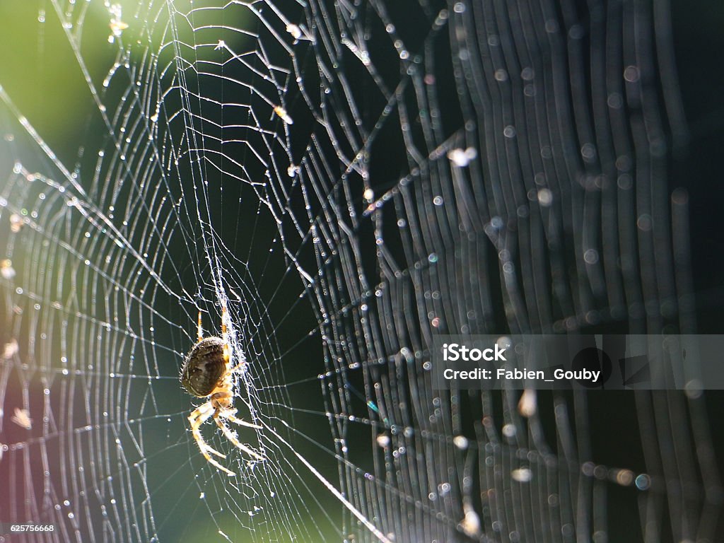 Spider on the web in the sunshine Spider (Araneus diadematus) on the web in the sunshine. England countryside, Surrey, Dorking. Spider Web Stock Photo