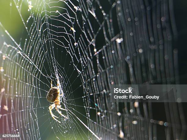 Spider On The Web In The Sunshine Stock Photo - Download Image Now - Spider Web, Spider, UK