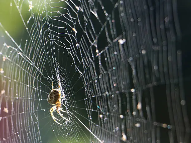 Photo of Spider on the web in the sunshine