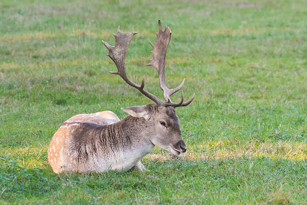 istock Closeup of an male fallow deer 625756794