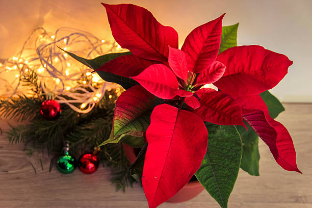 istock Christmas poinsettia plant 625756848
