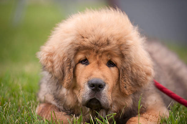 티베트 마스티프 강아지의 초상화 - tibetan mastiff 뉴스 사진 이미지