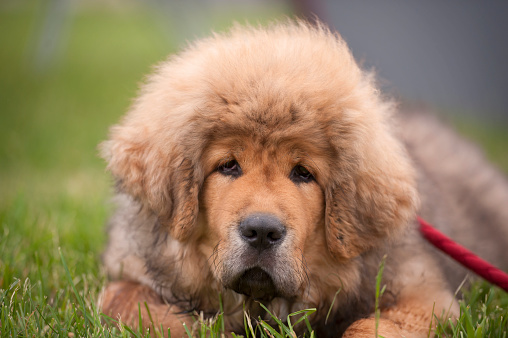 Portrait of Tibetan Mastiff puppy. He is cute and very tousled little dog.