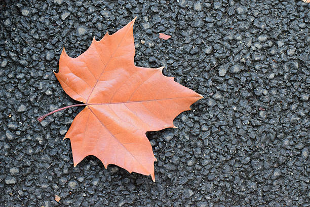 colorful autumnal maple leaf lays on dark gray asphalt road - autumn street single lane road tree imagens e fotografias de stock