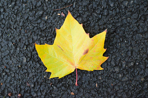 autumn background isolated maple leaf - autumn street single lane road tree imagens e fotografias de stock
