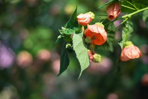 Abutilon flower in spring
