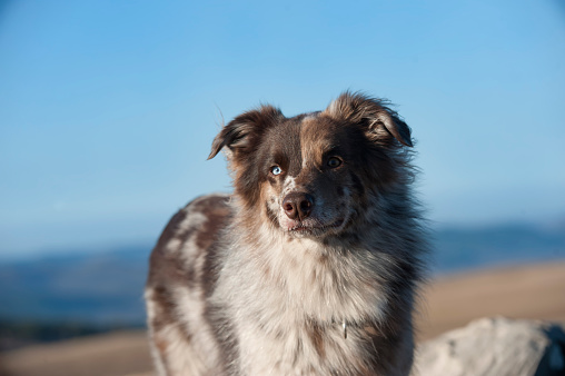 Australian Shepherd dog with windy coat standing in beautiful nature on sunny day. 