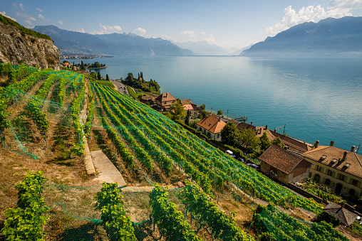 Switzerland vinyards around Lake Geneva