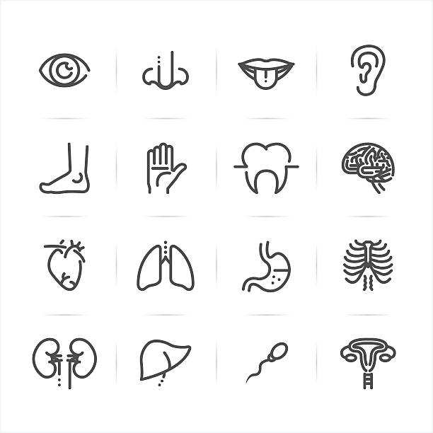 human-anatomy-icons.jpg?s=612x612&w=0&k=20&c=dnSkzLJkjaEvhe4aYQ4aCdBM24l00GG7Def3x2JCb4Y=