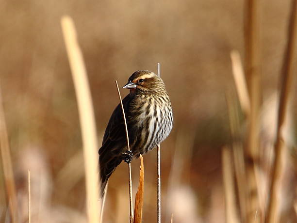 istock Female Red-winged Blackbird Balancing on a Branch 625759438