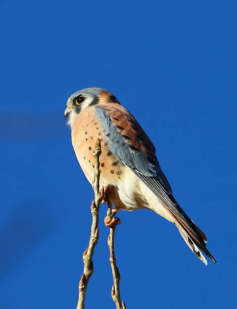 istock American Kestrel Balancing on Branches at Barr Lake State Park 625759452