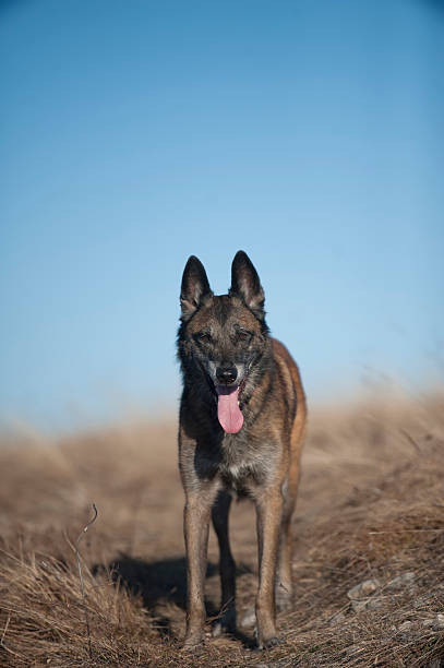 istock Belgian Sheepdog, Malinois in standing position 625759478
