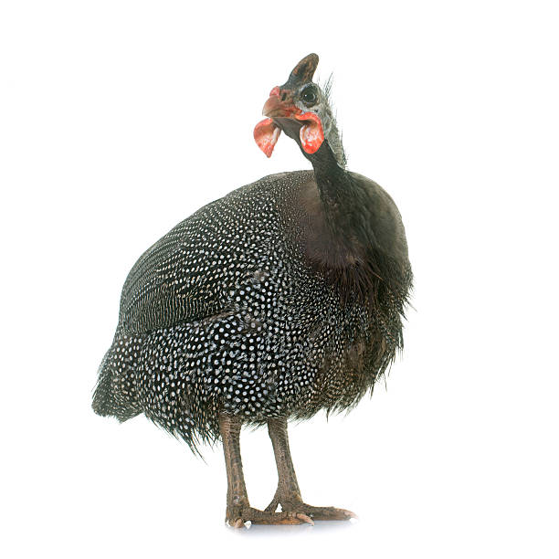 istock guinea fowl in studio 625769070
