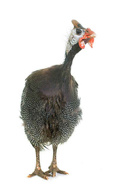 istock guinea fowl in studio 625769104