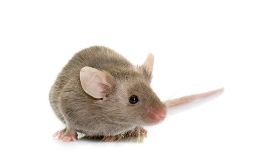 gray mouse in front of white background