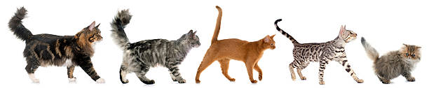 five walking cats stock photo