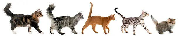 five walking cats in front of white background