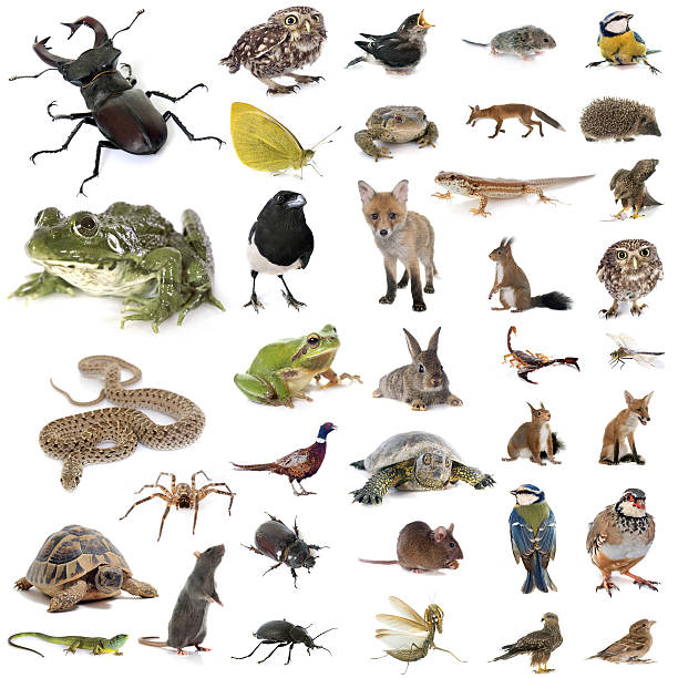 istock european wildlife in studio 625769586