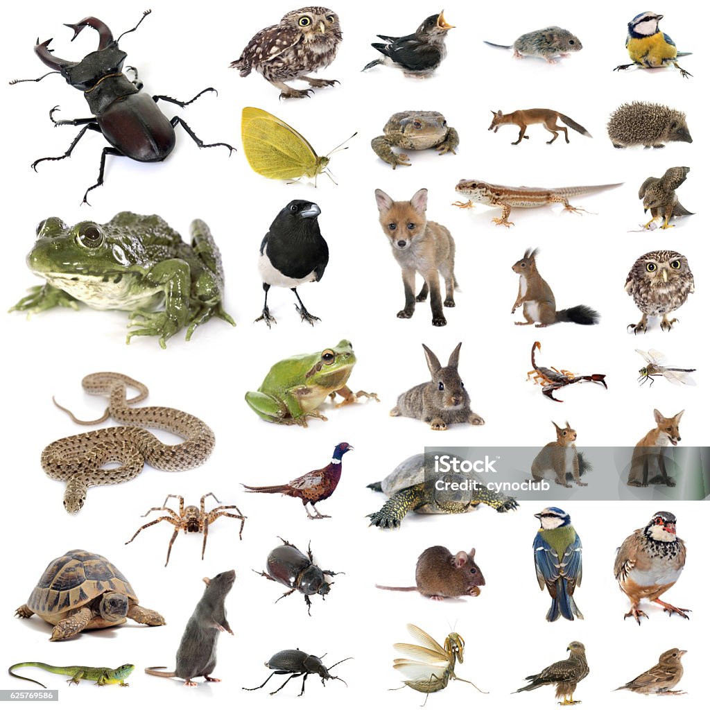 European Wildlife In Studio Stock Photo - Download Image Now - White  Background, Frog, Insect - iStock