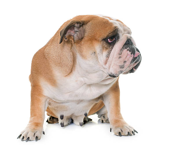 istock english bulldog in studio 625770244
