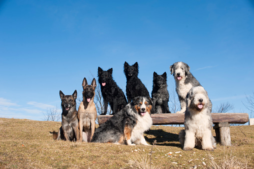 Group of purebred dogs sitting together on wooden bench in nature. They are Belgian Malinois, Australian Shepherd, Croatian sheepdog, Bearded Collie. It is beautiful sunny day with blue sky on background.