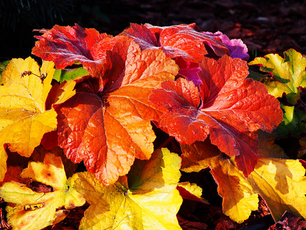 istock Heuchera 'Southern Comfort' 625771824