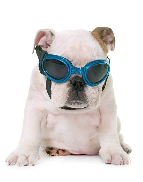 A charming bulldog lounges in front of a tree on a colorful street in Vila Madalena, São Paulo. Wearing reflective sunglasses and a silver chain, the dog poses confidently atop a yellow-painted planter box.\