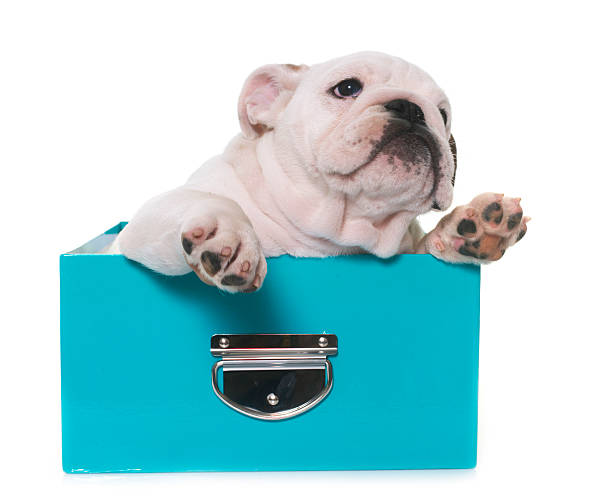 istock puppy english bulldog 625771896