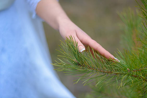 istock Bride's hand stroking a fir branch 625772162