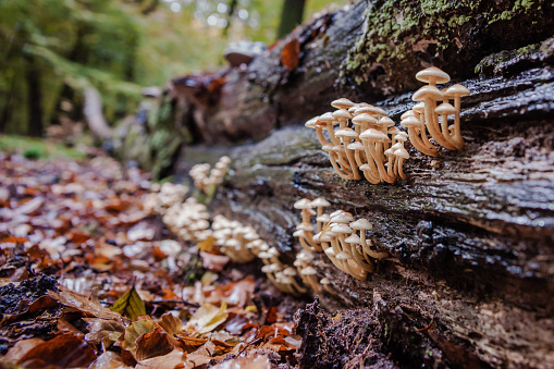 Wild mushrooms on rotten tree trunk in autumn forrest between Moss and colored leaves at Fall season. Netherlands