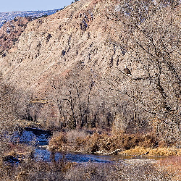 istock Eagle in Tree Fishing Along River 625773650