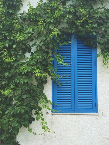 Blue old window surrounded by vines.