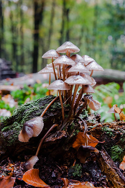 istock Wild mushrooms at autumn in forrest 625773750