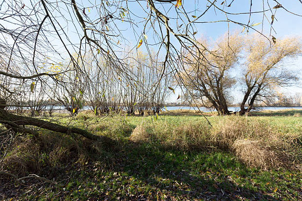 istock View towards River Rhine at Monheim / Germany 625773792