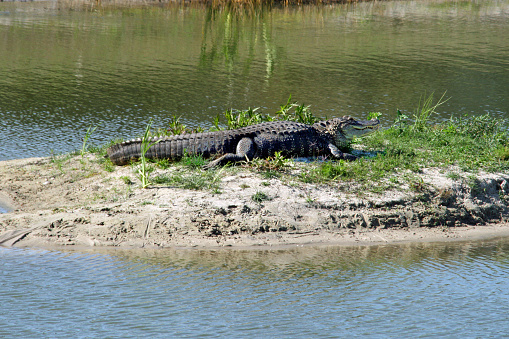 Alligator in the Sun