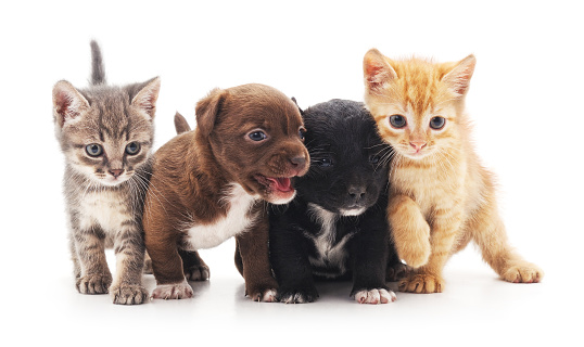 Kittens and puppies isolated on a white background.