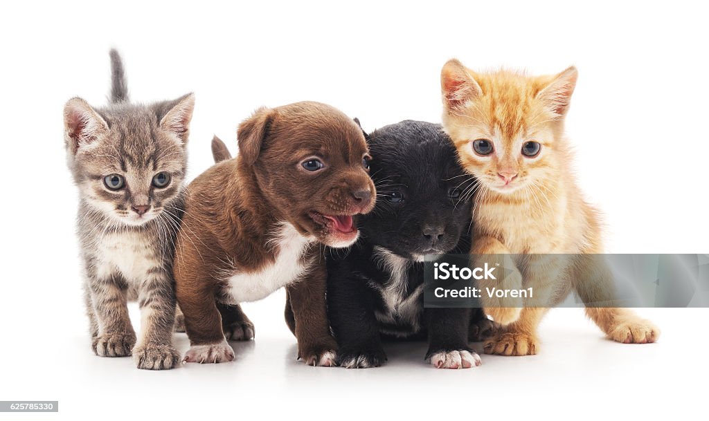 Kittens and puppies. Kittens and puppies isolated on a white background. Puppy Stock Photo