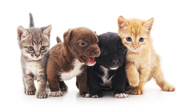 Kittens and puppies. Kittens and puppies isolated on a white background. puppy stock pictures, royalty-free photos & images