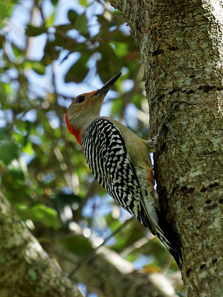 istock Red-bellied Woodpecker on Tree 625785870