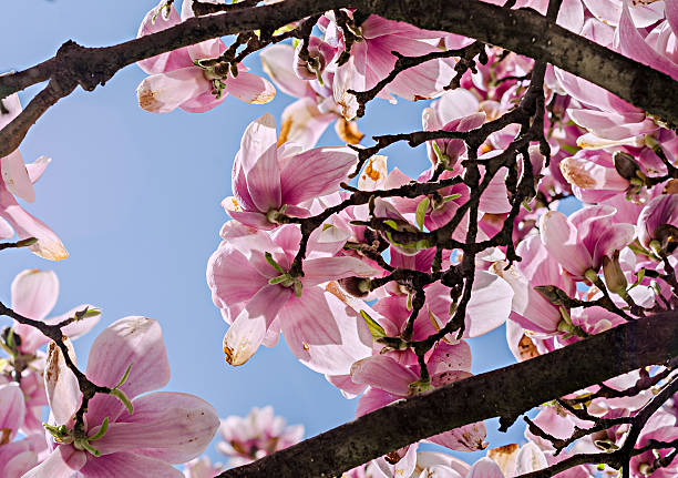 istock Pink Magnolia branch flowers, tree flowers, blue sky background. 625790730