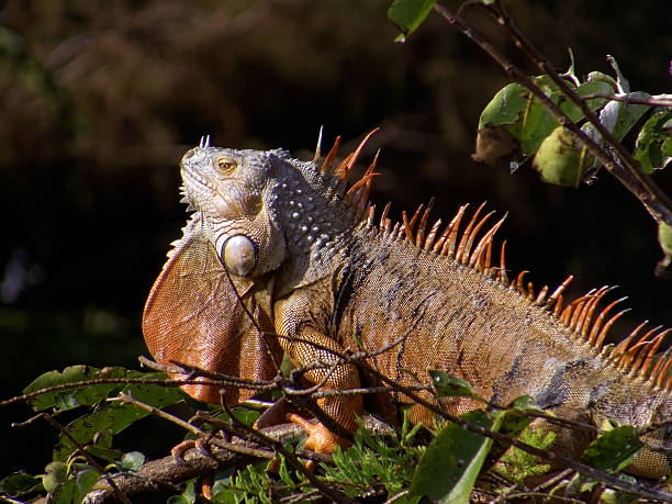 istock Male Green Iguana Displaying Orange Breeding Colors in Tree 625790780