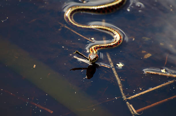 istock snake swimming in a pond 625792048