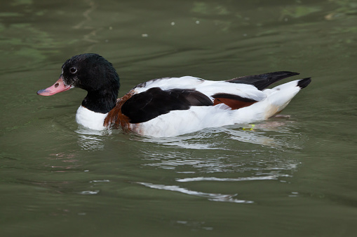 Common shelduck (Tadorna tadorna). Wildlife animal.