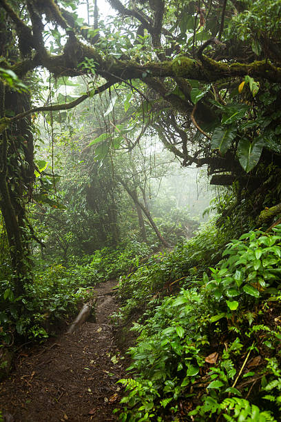 istock Deep in lush foggy rainforest 625793406