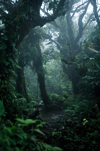 Deep in lush rainforest La Fortuna Costa Rica