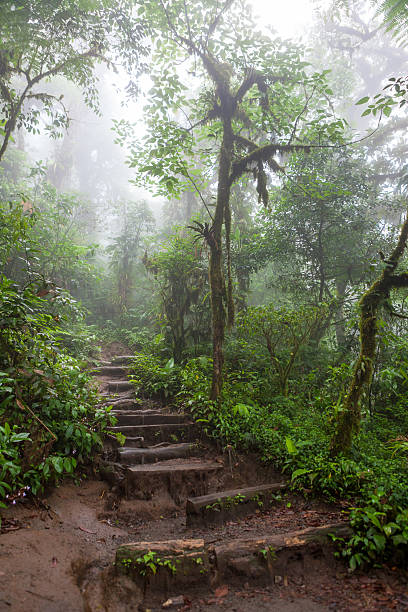istock Hiking trail in lush rainforest 625793612