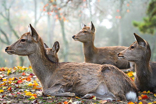 Sika Deer in Nara, Japan, resting in autumn leaves
