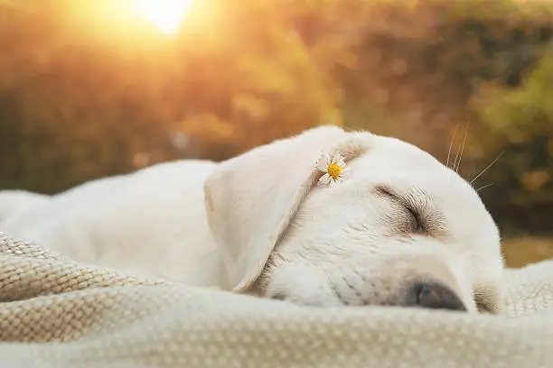 young cute puppy sleeping on a meadow by sunset - labrador retriever dog